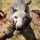 Far Cry Primal