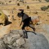 final fantasy xv screenshot