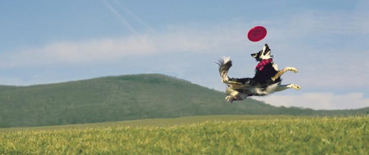 Bello! È un frisbee?
