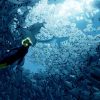 Abzu trailer