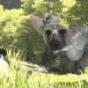 The Last Guardian è entrato in fase gold