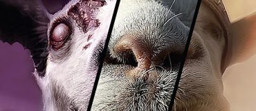 goat simulator the bundle recensione
