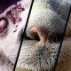 goat simulator the bundle recensione