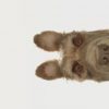 isle of dogs immagine news trailer