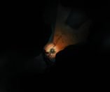 Darkwood immagine PC 01