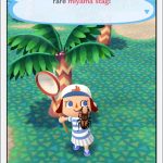 Animal Crossing Pocket Camp