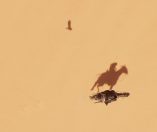Assassin's Creed Origins