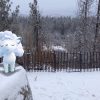 Pokémon go go snapshot