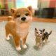 Little Friends Dogs Cats Recensione Switch 13