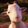 Goat of Duty