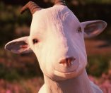 Goat of Duty