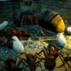 Empires of the Undergrowth provato Empires of the Undergrowth anteprima RTS formiche
