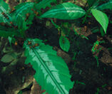 Empires of the Undergrowth