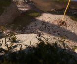 Empire of the Ants