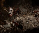 Empire of the Ants